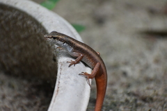 Eutropis carinata
