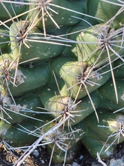 Hamatocactus hamatacanthus hamatacanthus