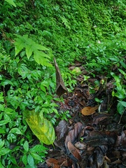 Acusilas malaccensis