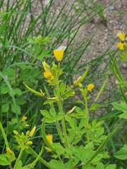 Cleome viscosa