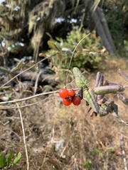 Lonicera hispidula