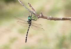 Macromia pacifica × taeniolata