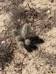 Echinocereus engelmannii engelmannii