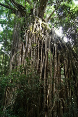 Ficus virens