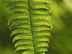 Nephrolepis falciformis