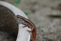 Eutropis carinata