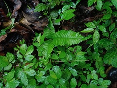 Bolbitis heteroclita