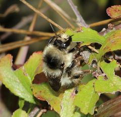 Bombus sylvarum
