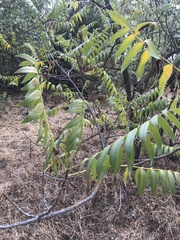 Juglans hindsii