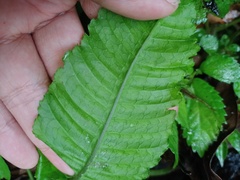 Bolbitis heteroclita