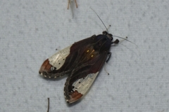 Bertholdia