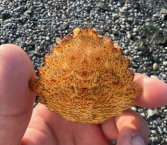 Telmessus cheiragonus