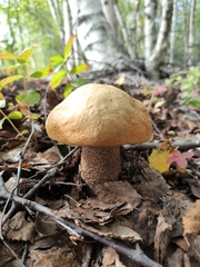 Leccinum
