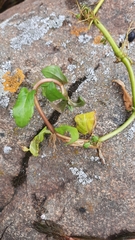 Ludwigia palustris
