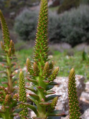 Umbilicus horizontalis