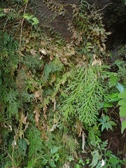 Selaginella