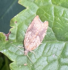 Acleris rhombana