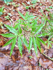 Cardamine heptaphylla