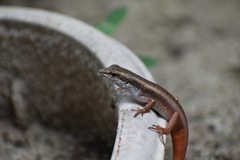 Eutropis carinata