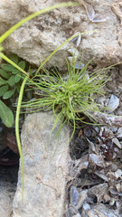 Fimbristylis