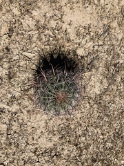 Ferocactus wislizeni