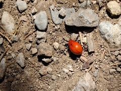 Leptinotarsa rubiginosa