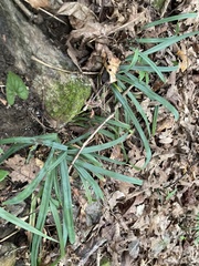 Carex laxiculmis