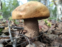 Leccinum