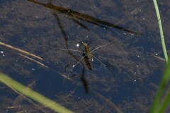 Limnoporus notabilis