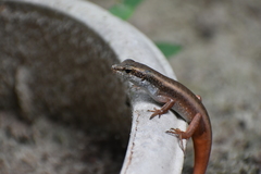Eutropis carinata