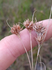 Rhynchospora harperi