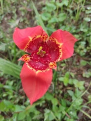 Tigridia pavonia