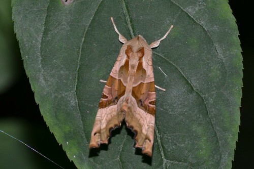 Phlogophora meticulosa