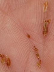 Rhynchospora harperi