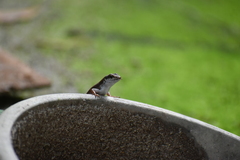Eutropis carinata