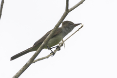 Myiarchus tyrannulus