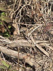 Sceloporus occidentalis bocourtii