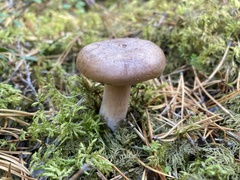 Lactarius trivialis