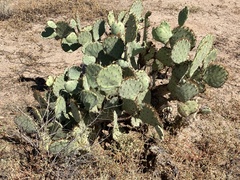 Opuntia engelmannii