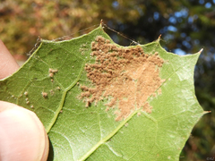 Taphrina caerulescens