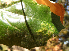 Taphrina caerulescens