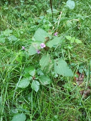 Ballota nigra