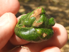 Taphrina caerulescens