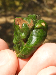 Taphrina caerulescens
