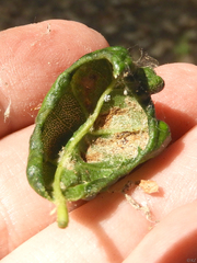 Taphrina caerulescens