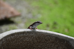 Eutropis carinata