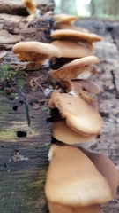 Crepidotus crocophyllus