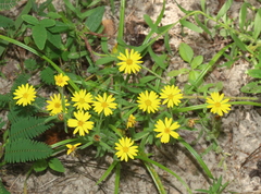 Bradburia pilosa