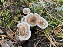 Phellodon tomentosus