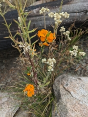 Erysimum capitatum
